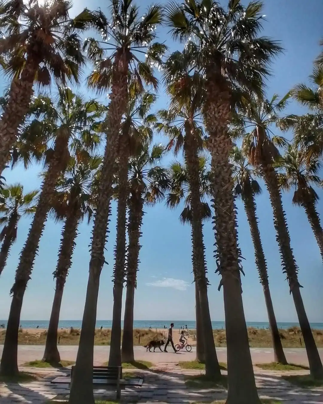 Palm-lined promenade leading to the beach in Castelldefels near Barcelona